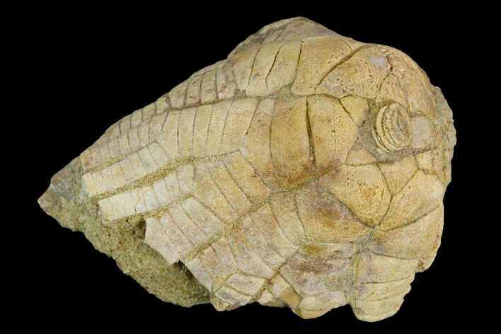 Fossil Crinoid (Zeacrinites) - Alabama #122390